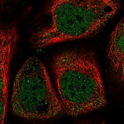 WDR27 Antibody, Novus Biologicals:Antibodies:Primary Antibodies